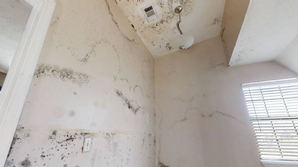  Delta, UT Mold Removal Pros