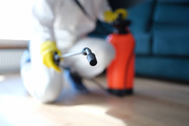 Best Attic Mold Removal  in Delta, UT