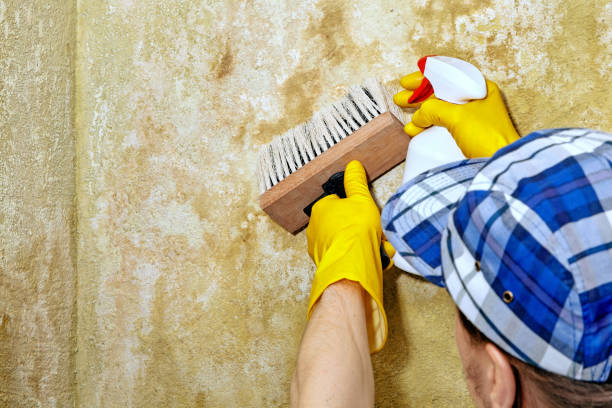 Best Mold Documentation for Insurance Claims  in Delta, UT