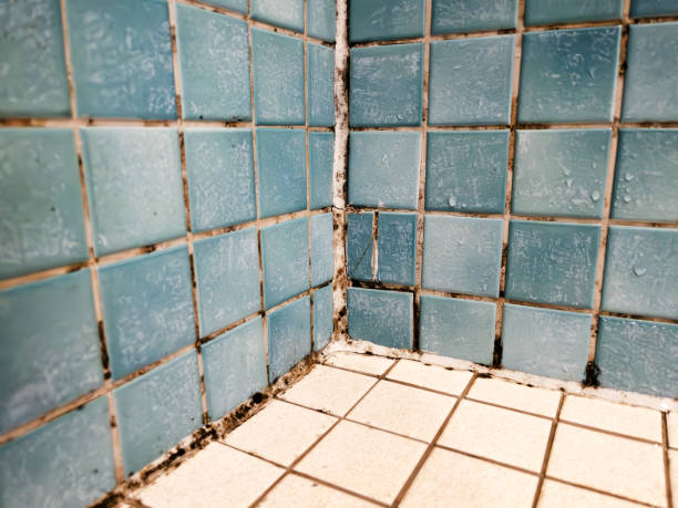 Best Real Estate Mold Inspection  in Delta, UT