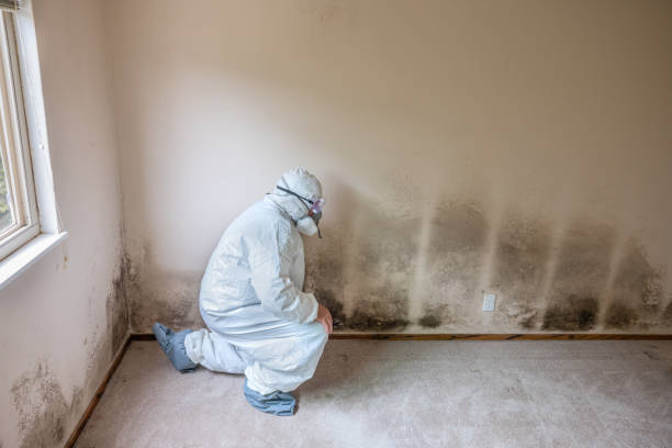 Environmental Consulting for Mold Prevention in Delta, UT
