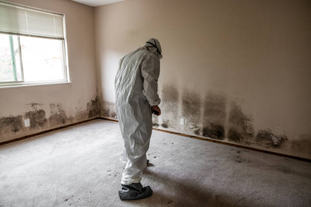 Best Mold Removal for HVAC Installations  in Delta, UT