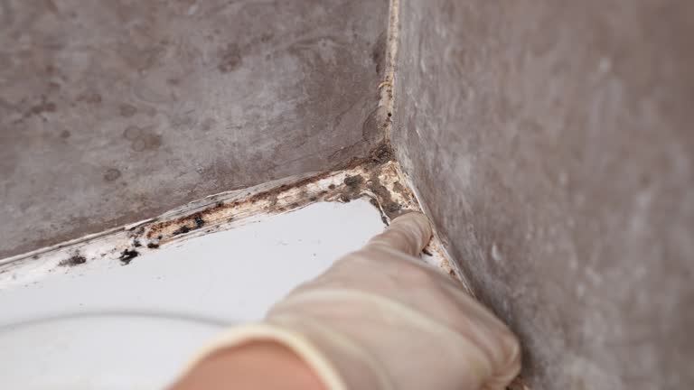 Best Basement Mold Removal  in Delta, UT