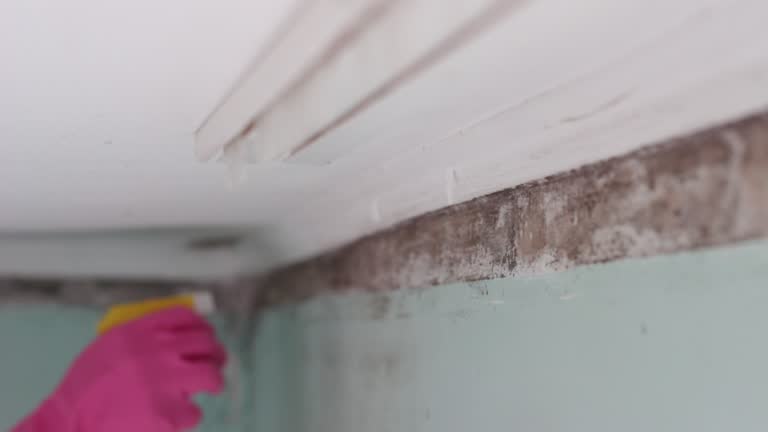 Best Dehumidification Services  in Delta, UT
